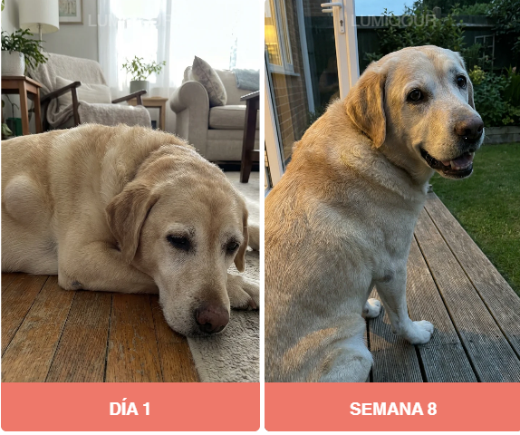 Labrador antes y después