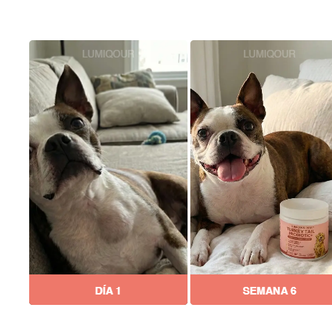 Frenchie de Natalia