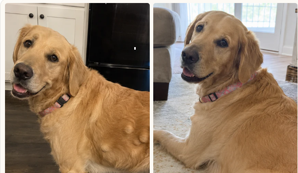 Golden Retriever Bella
