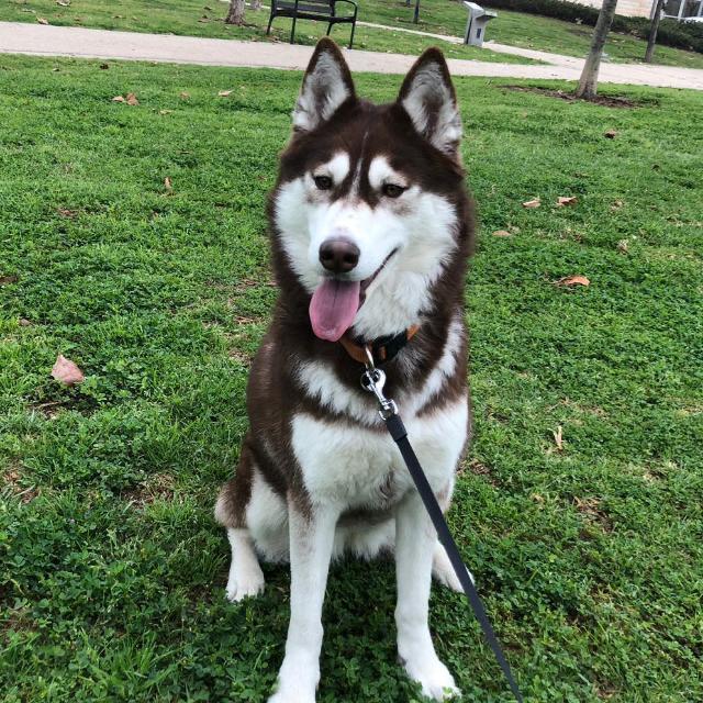 Husky de Marcela